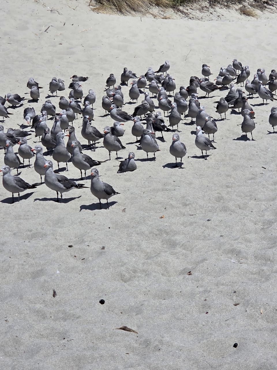 Over 100 ° in San Joaquin County,  so we took a ride to Stinson Beach to cool off.