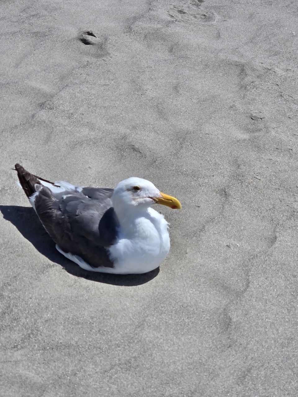 Over 100 ° in San Joaquin County,  so we took a ride to Stinson Beach to cool off.